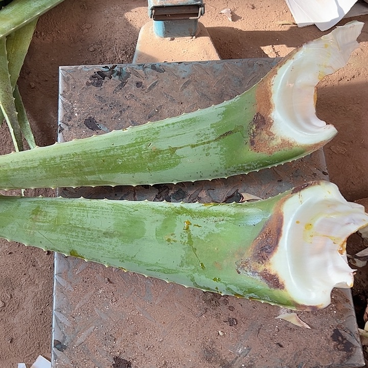 无花朵2片库拉索芦荟食用叶片，每片800克