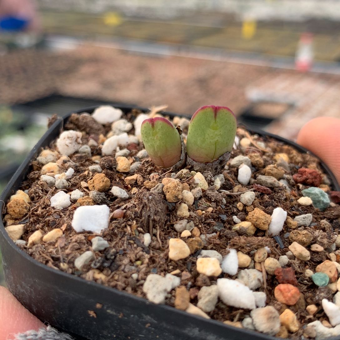 91号爱丽丝母本一颗