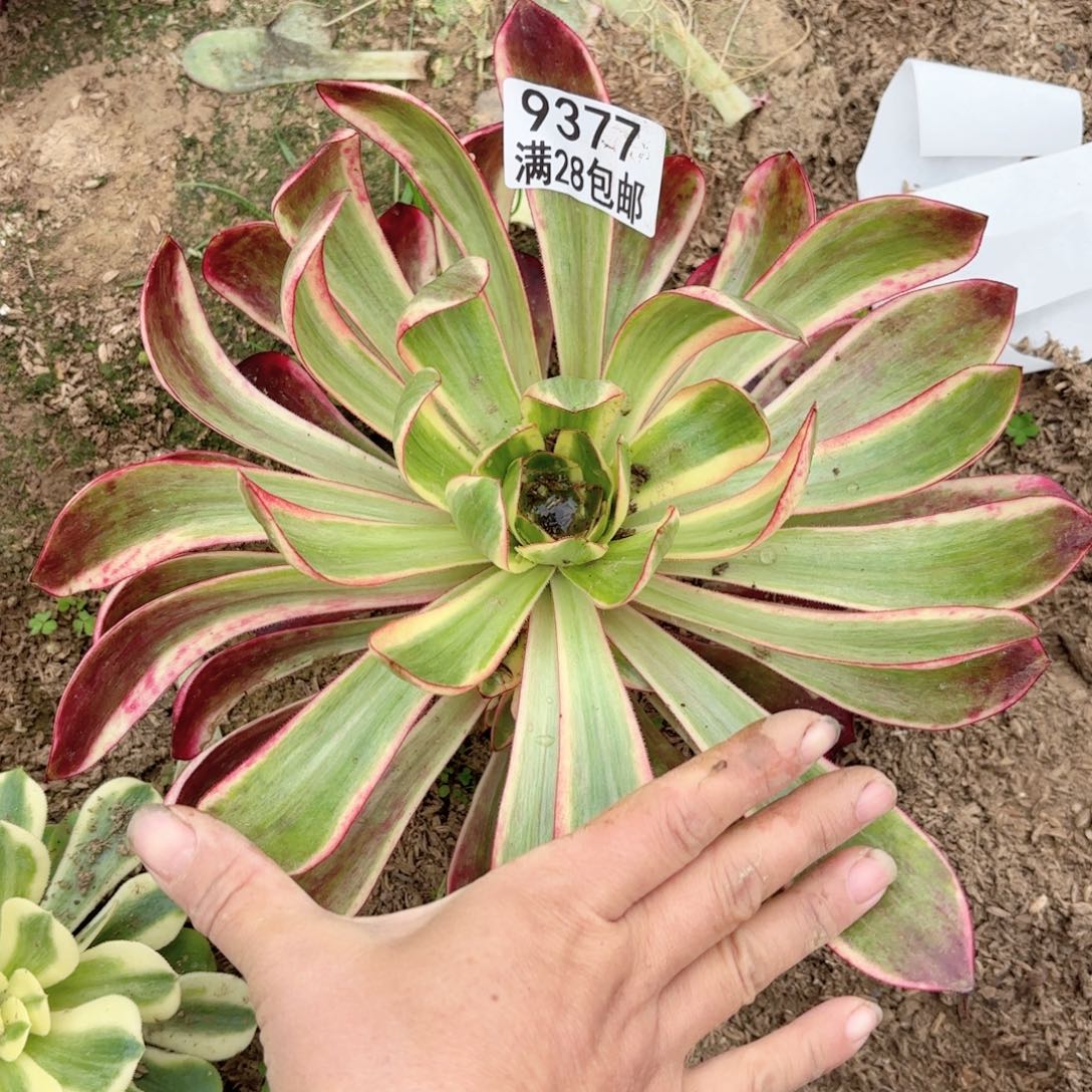 B 9377巫毒超白多肉