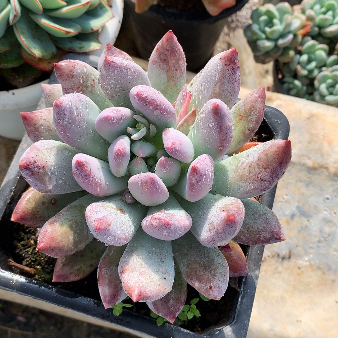 宽叶所罗门一物一拍12-12