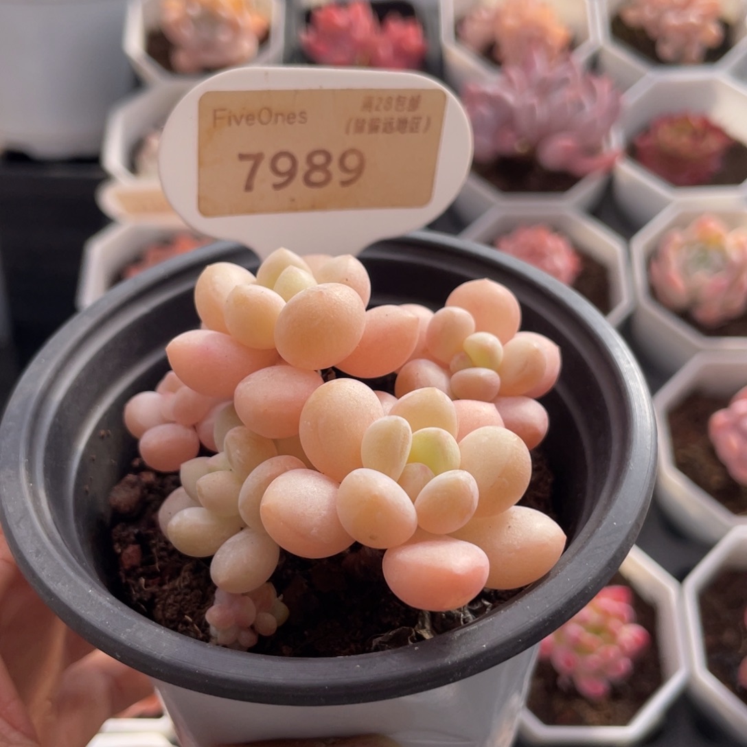 泡泡糖7989-6.5厘米