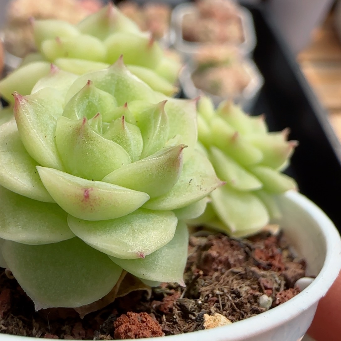 维*【闪购商品】0309-51（fm-137）