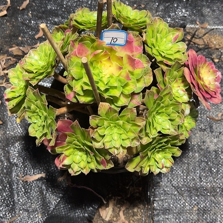 10知否手捧法师多肉