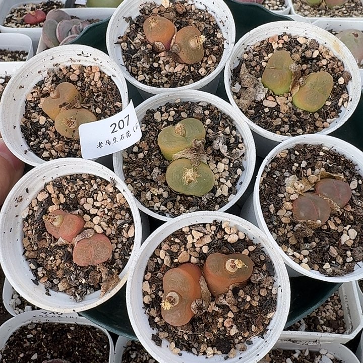 老马生石花双头毛