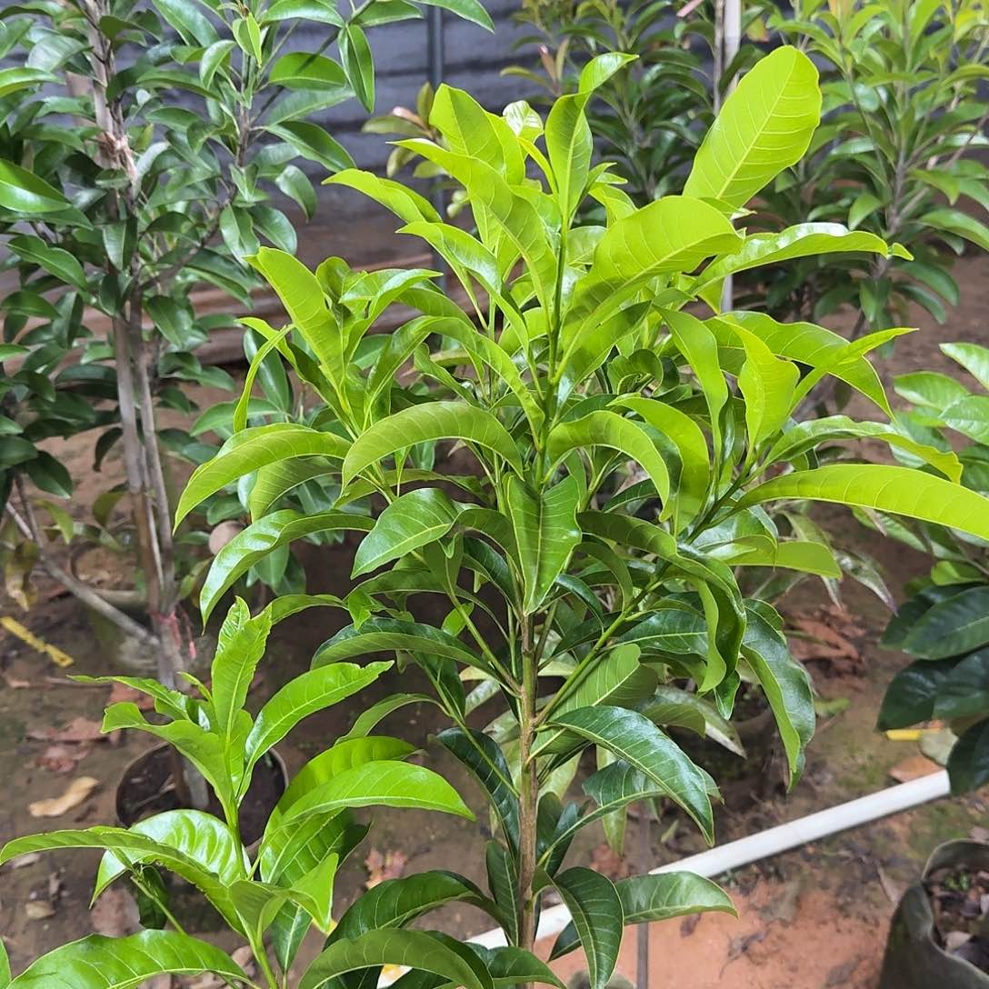 关***爺当前无花栽培后可以开花黄晶果