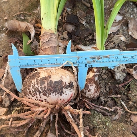 春**天粉色惊奇7+厘米包对版