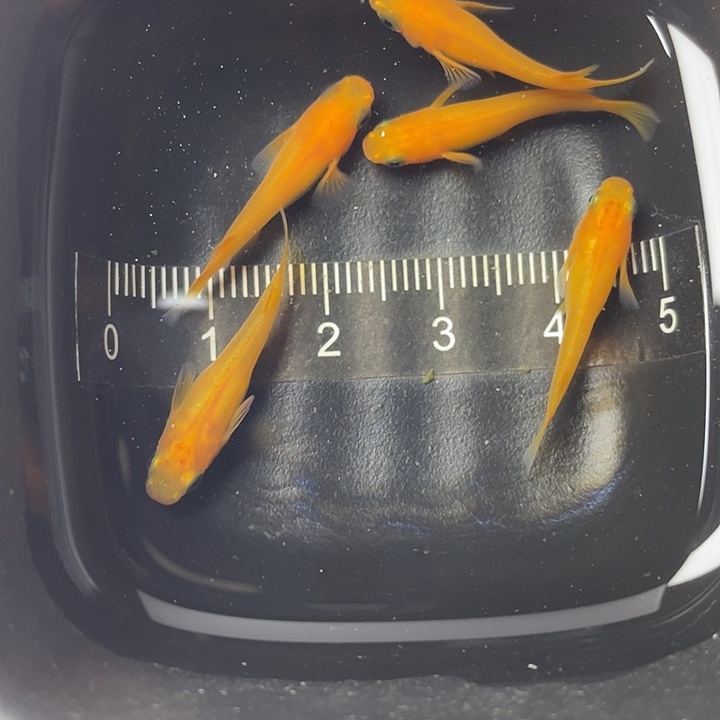 青鳉鱼熊猫眼短体红帝5条，20号，满15包邮，可叠单