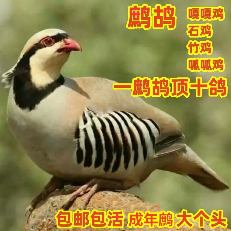 石鸡鹧鸪鸟活体宠物鸡呱啦鸡飞龙鹧鸪鸡呱呱鸡竹鸡小飞龙