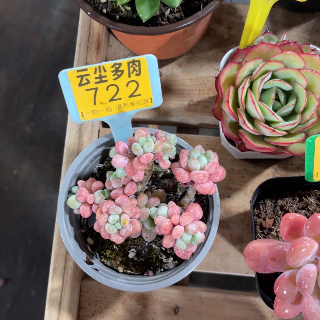 超****云尘多肉一物一拍722，