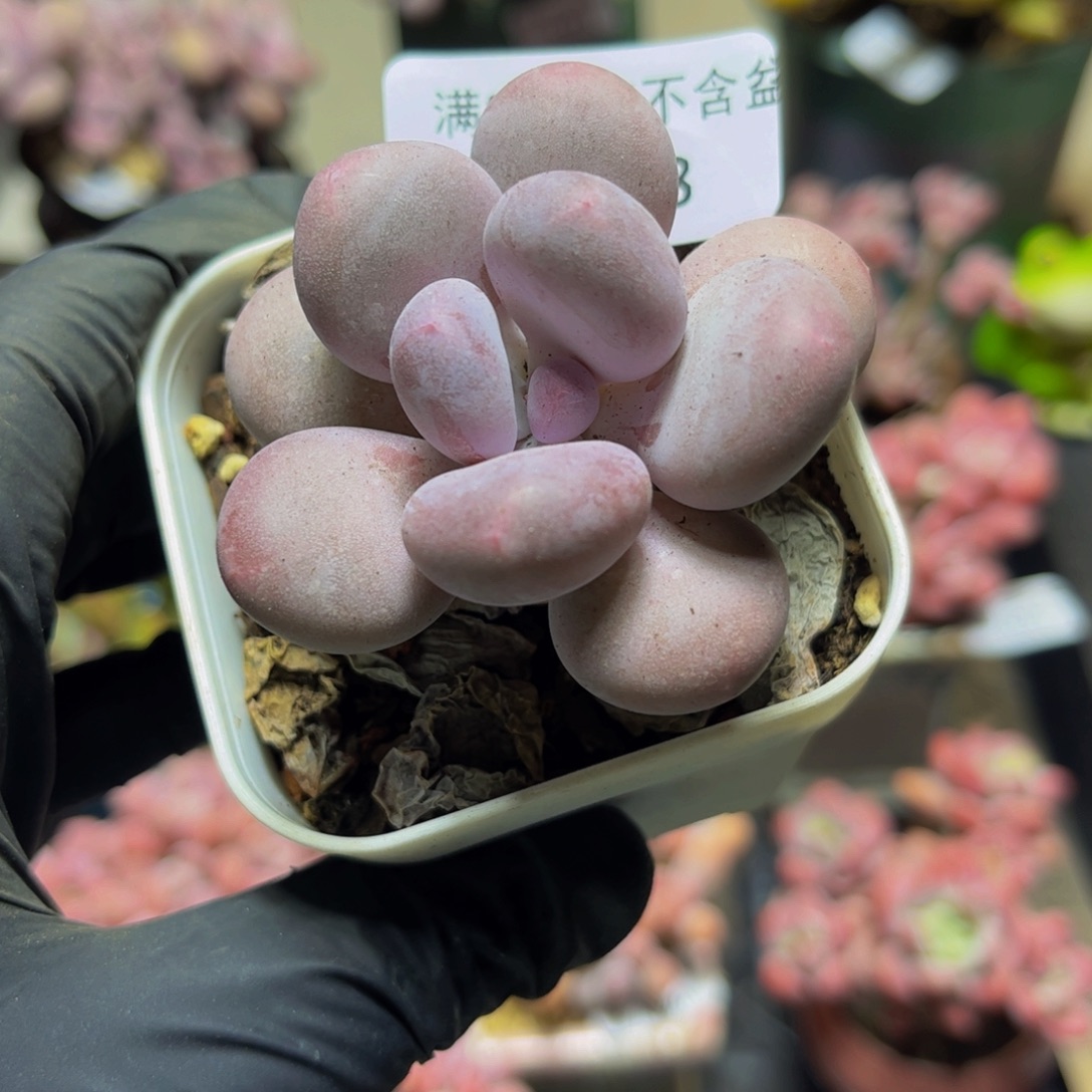 838达摩奶酪6厘米多肉