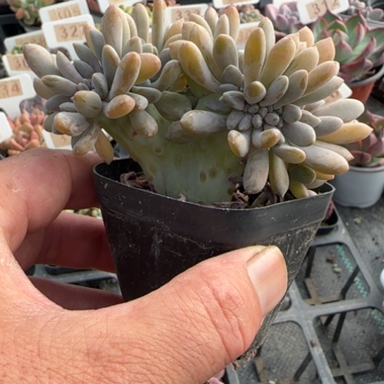 326醉美人缀一物一拍多肉