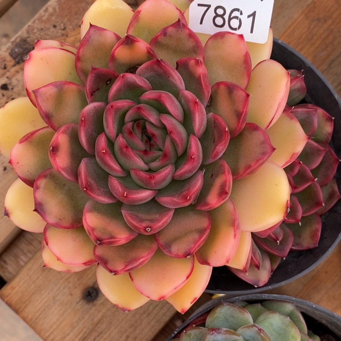 蛋***蛋不包整散掉头7861~12厘米~叶伤