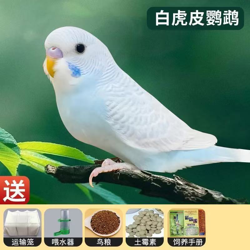 虎皮鹦鹉活鸟宠物 活泼亲人 适合家庭饲养