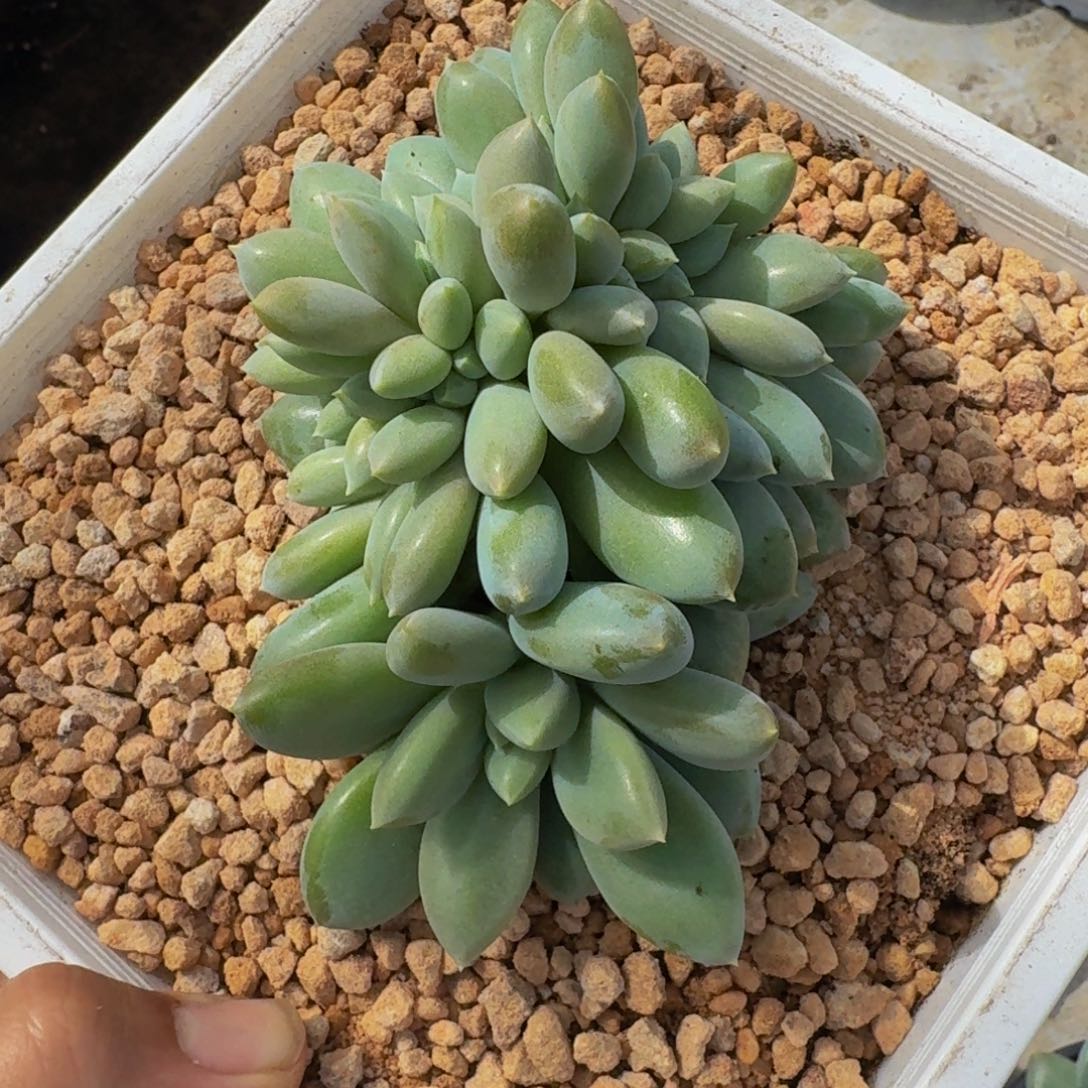 黄胖体 哥特 缀化 一物一拍