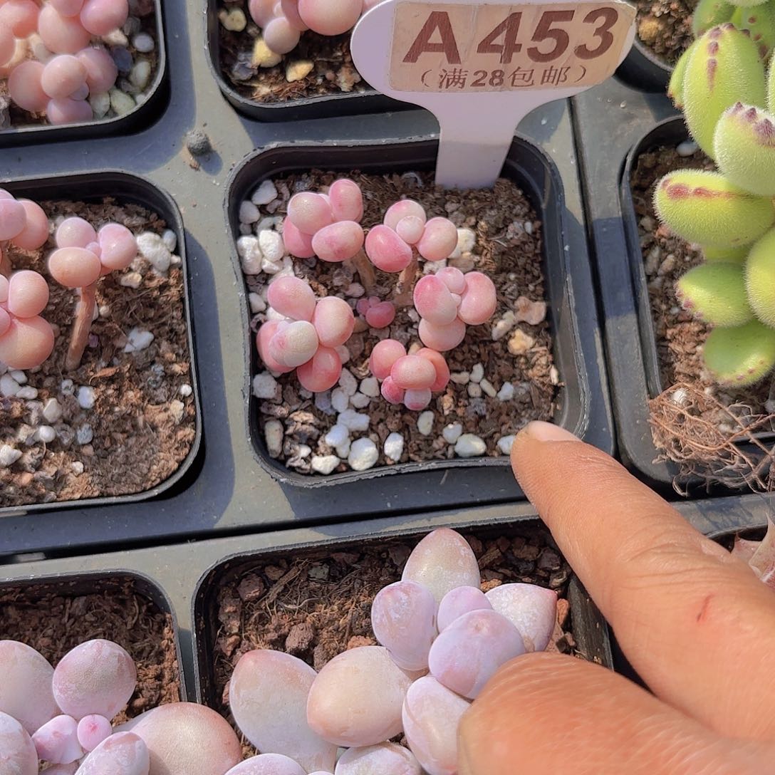 阿*A453糖果桃蛋一物一拍