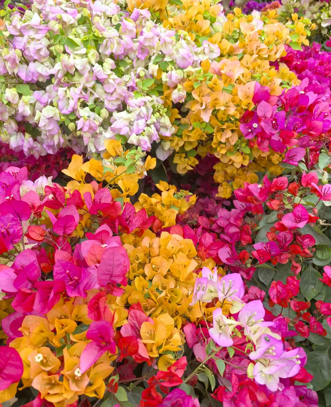 三角梅嫁接彩花真实一物一拍花卉鲜花直播间