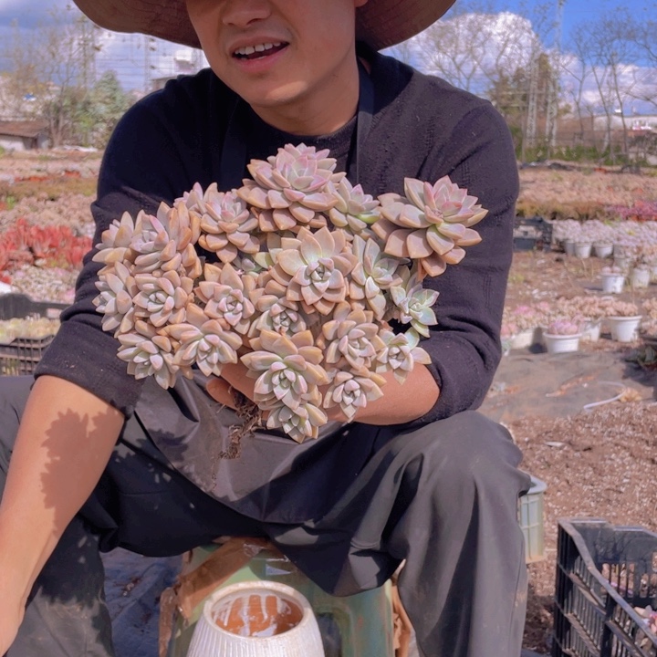 193淡雪缀化一物一拍