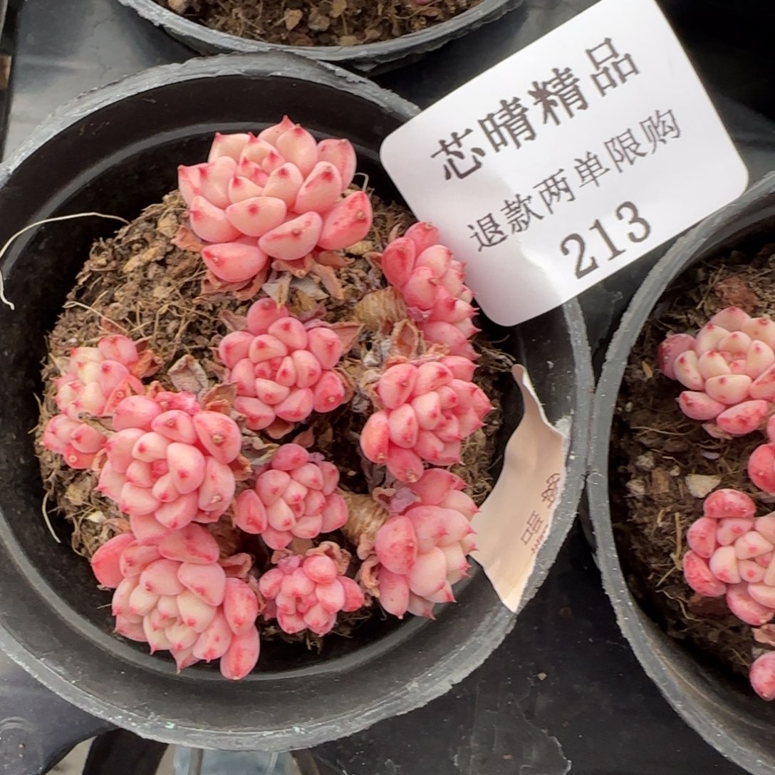 闪购精品多肉213号