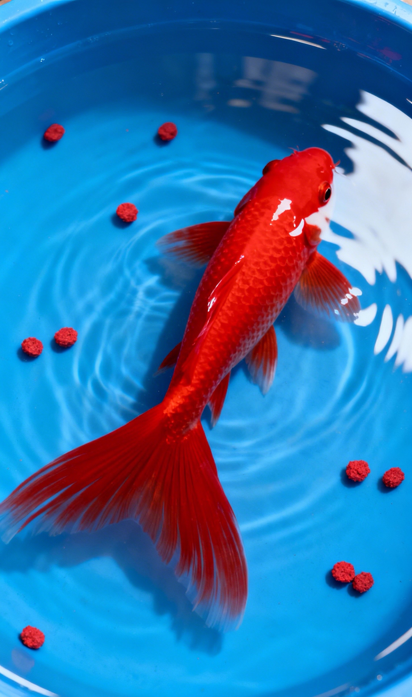 11-14公分胭脂红蝴蝶鲤精品大鳍大尾顺丰广温混养群养观赏鱼