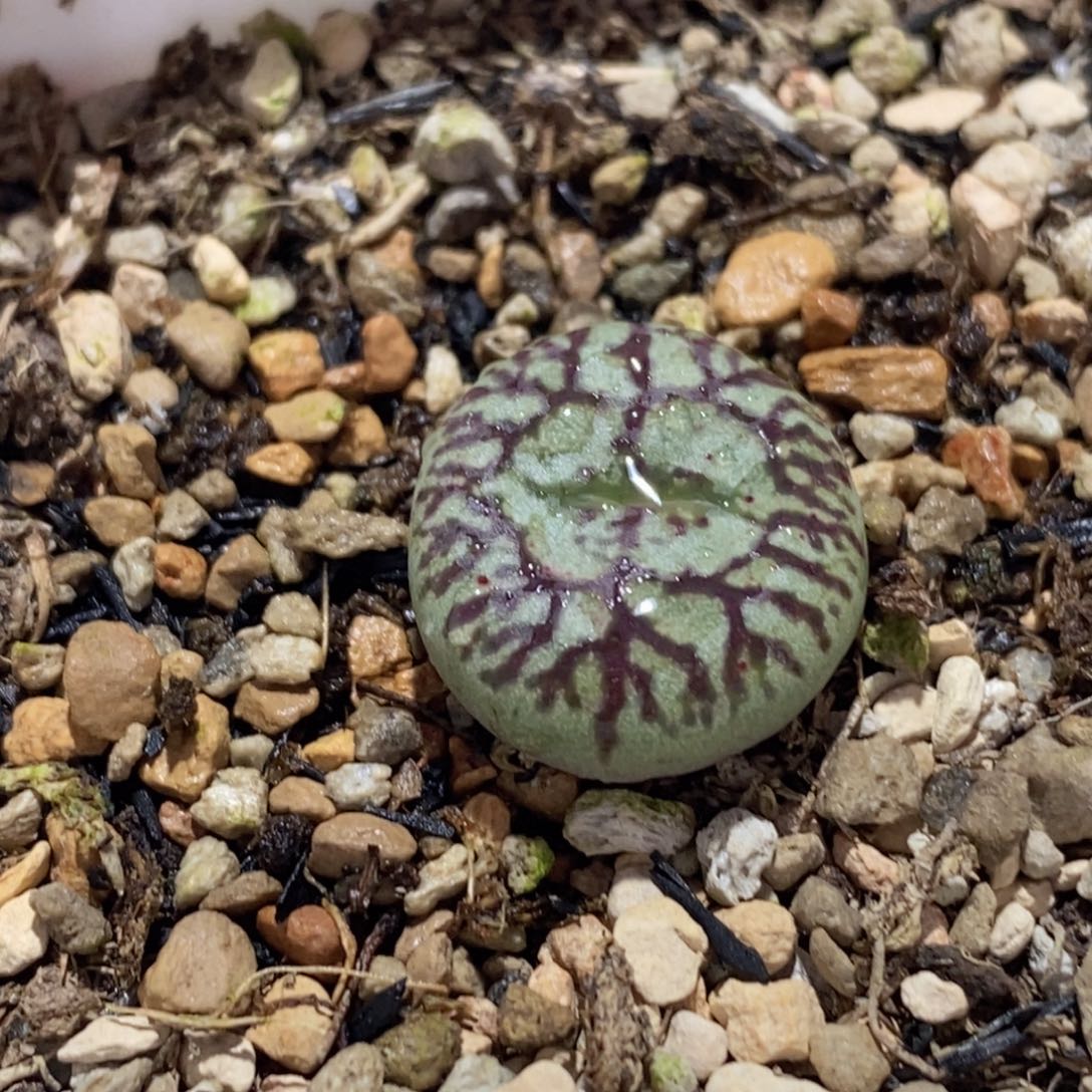 流水连纹y661 流水连纹y661