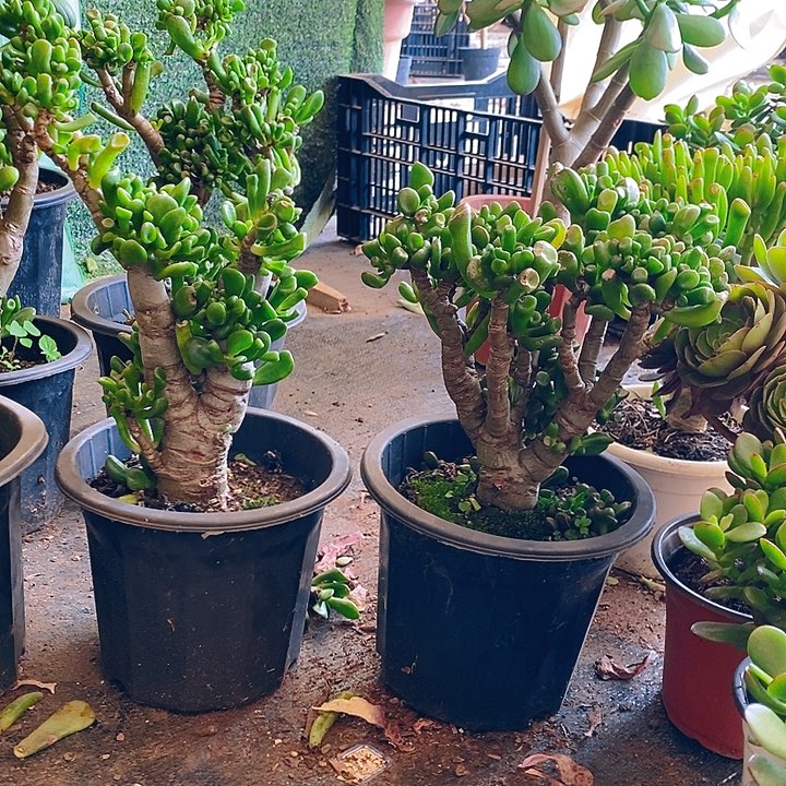 马蹄吸财树一物一拍多肉植物