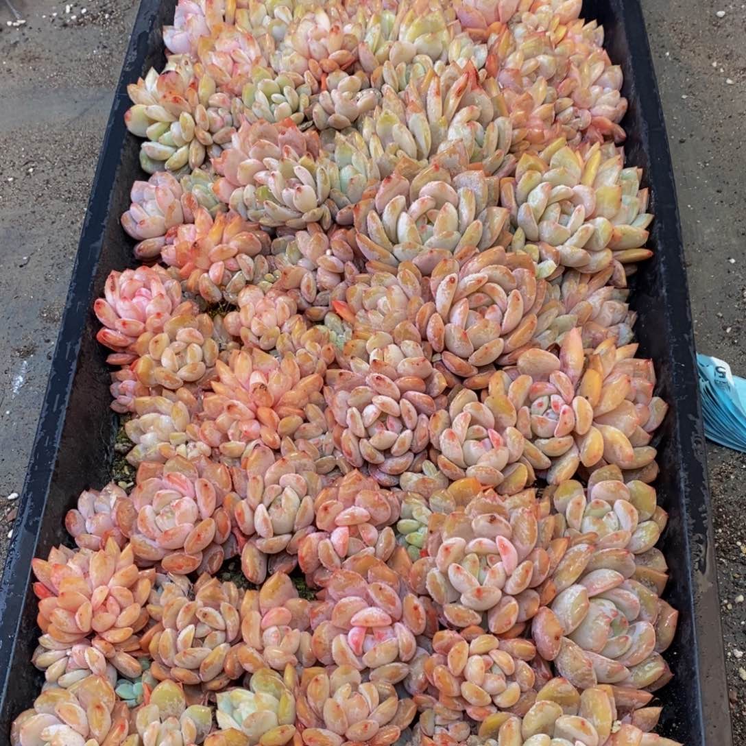 152大任务完成任务了。