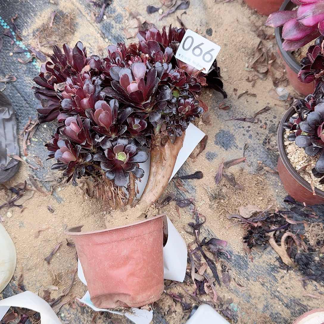 066欧紫一颗满28包邮