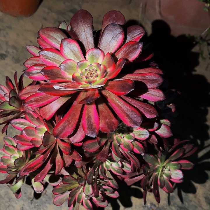 809红金刚多肉植物