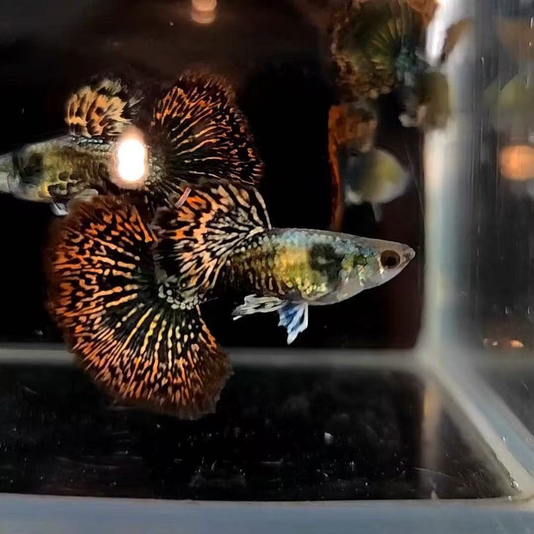 【精品】红龙大圆尾孔雀鱼  稀缺物种 