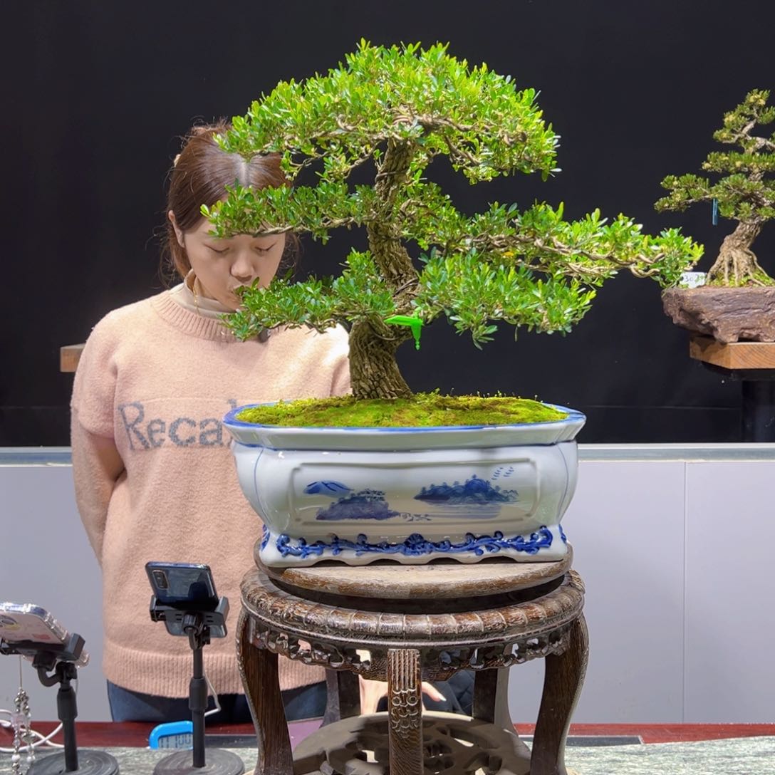 四季常青老桩黄杨盆景