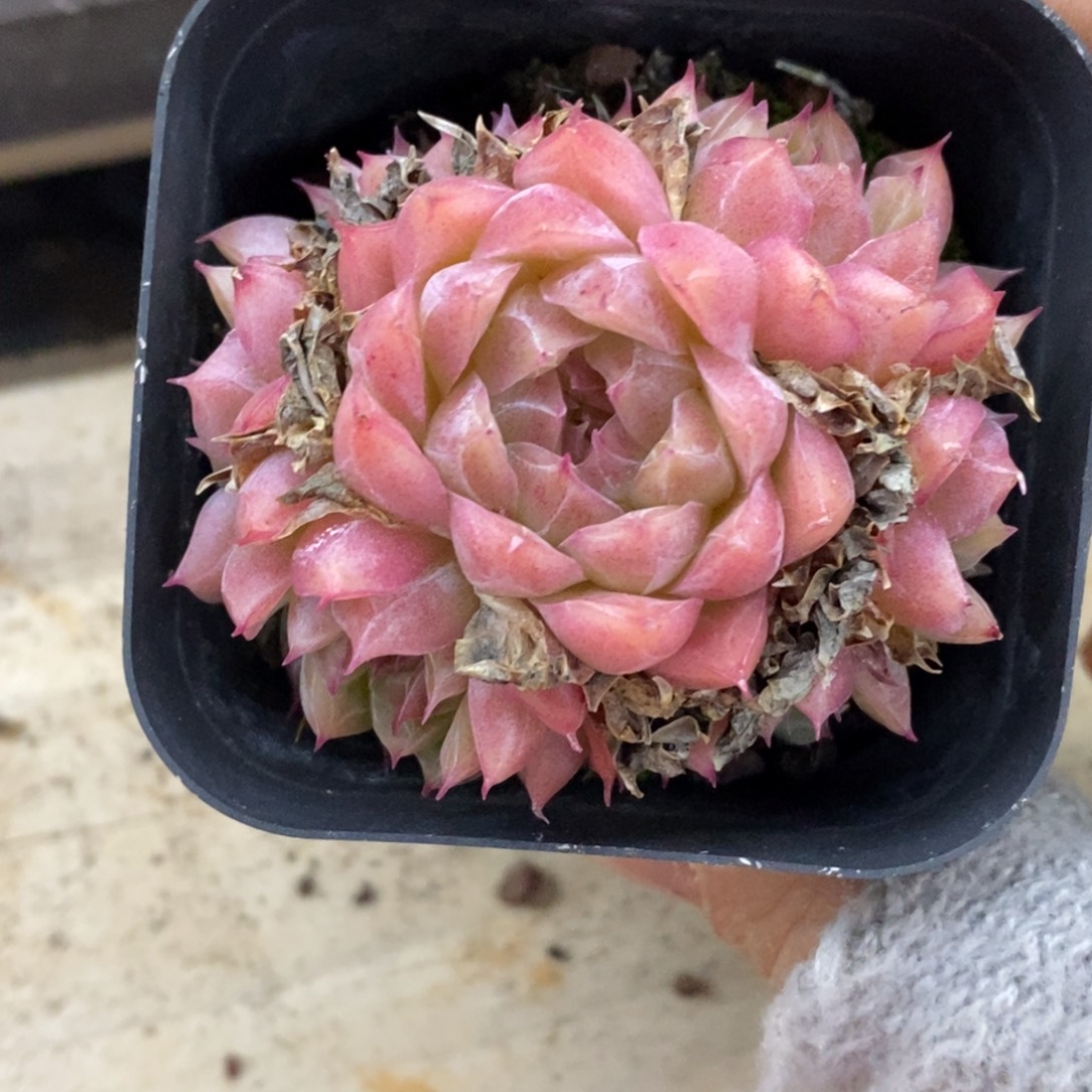 精品多肉一物一拍不包整428