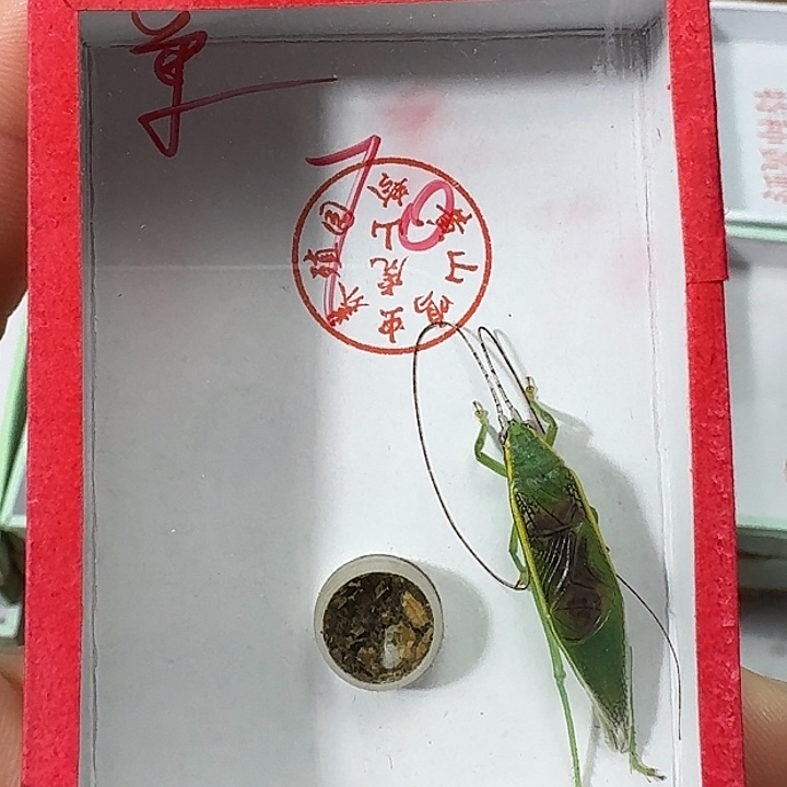 海***～蟋蟀222222222222222