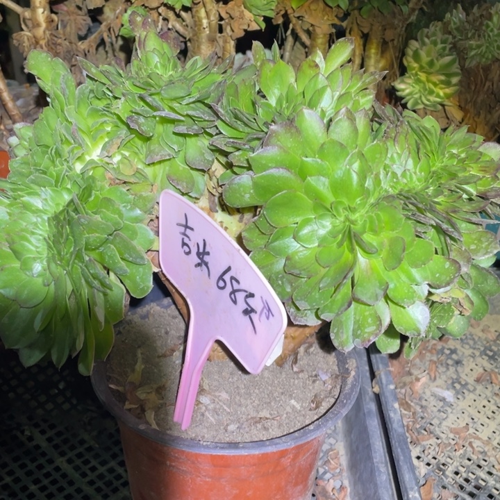 咪****花月夜缀化法师多肉植物