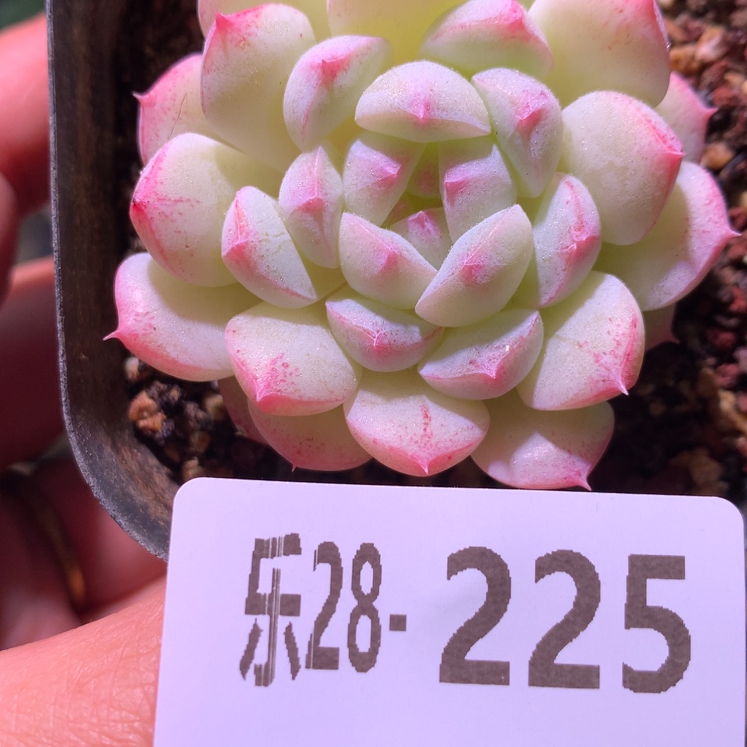 乐然28-225 白桃汽水 