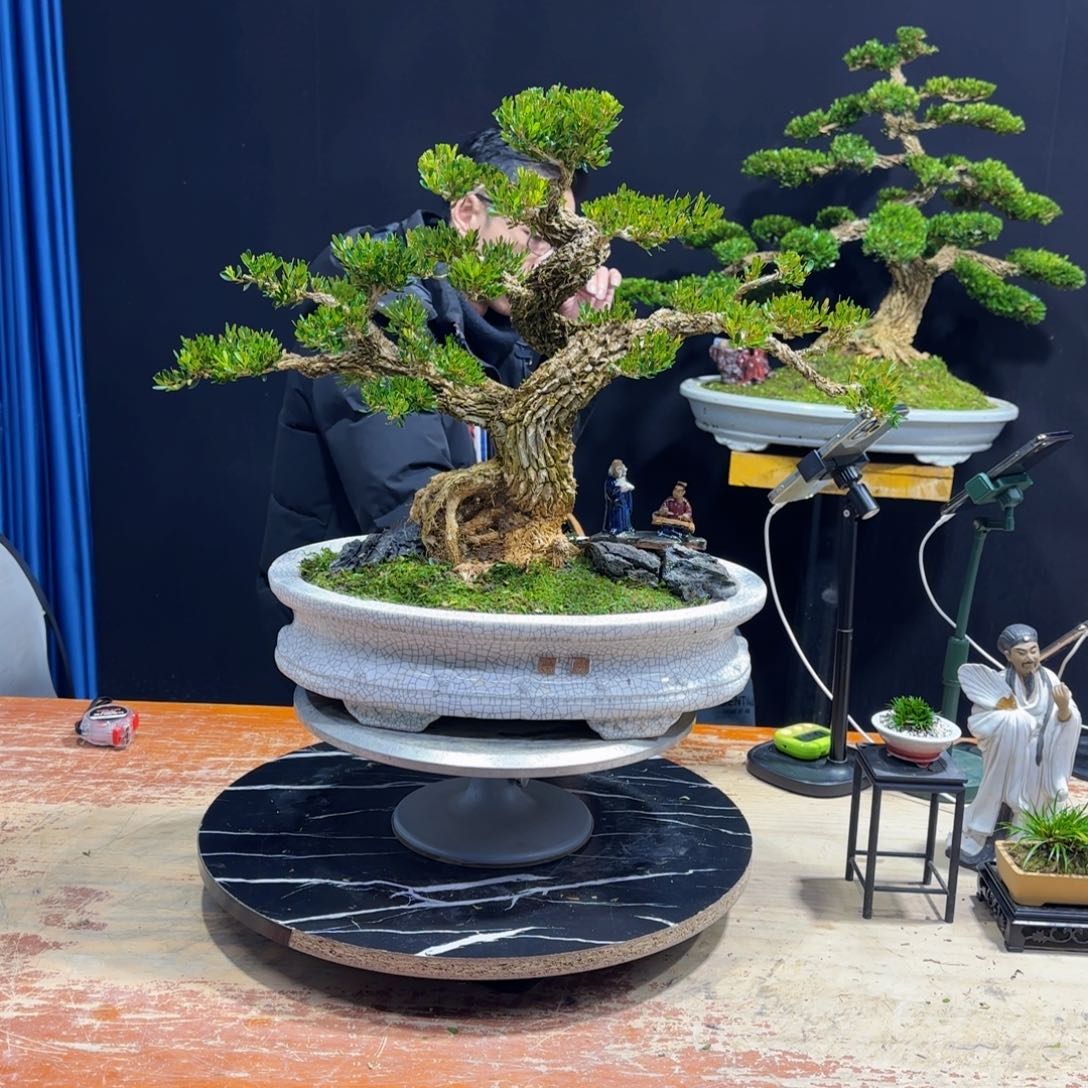 黄杨室内室外盆景艺术