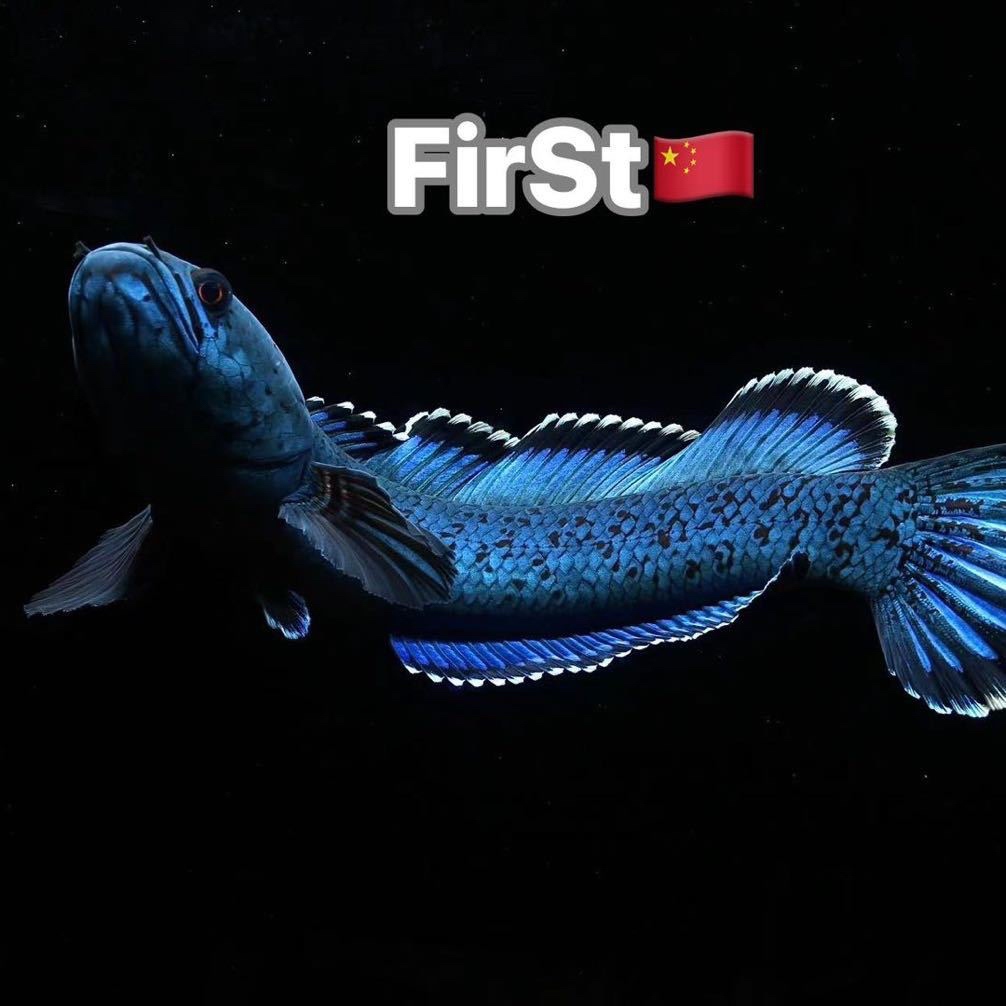 雷龙鱼直播间拍鱼专属链接