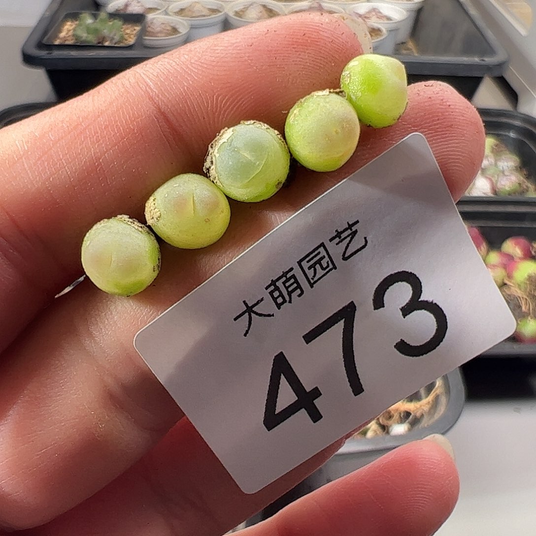 一物一拍。          473