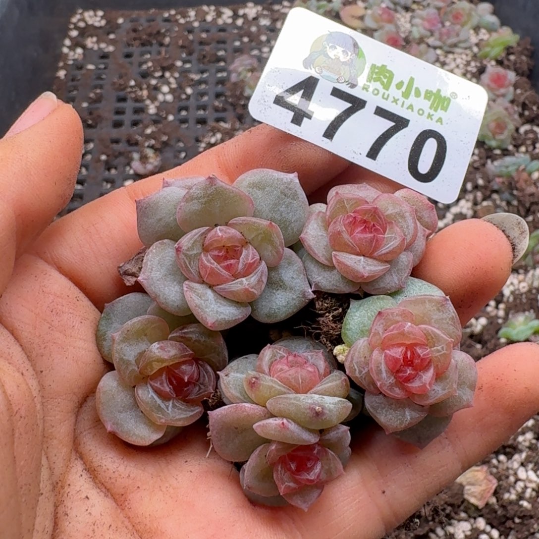 多肉植物多肉植物