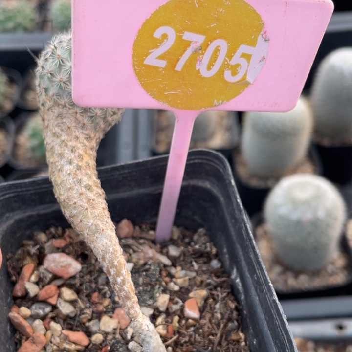 司***森实生美针270500000