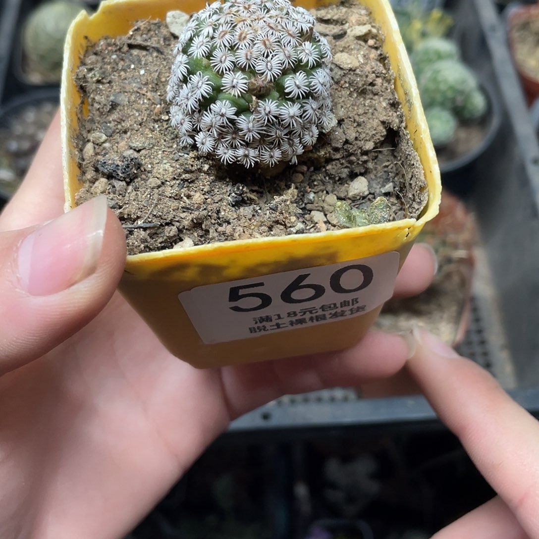 560克氏丸（满18包邮）