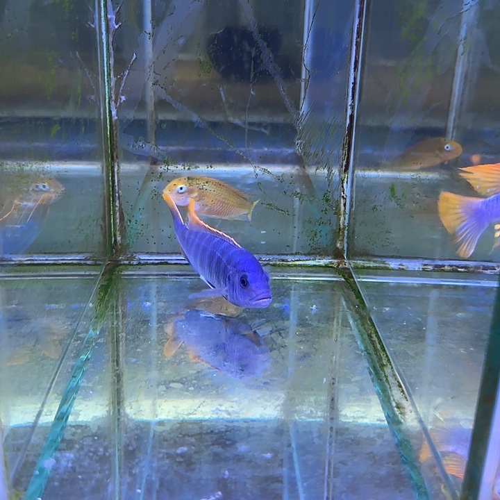 阿***哥海水鱼285号11111111