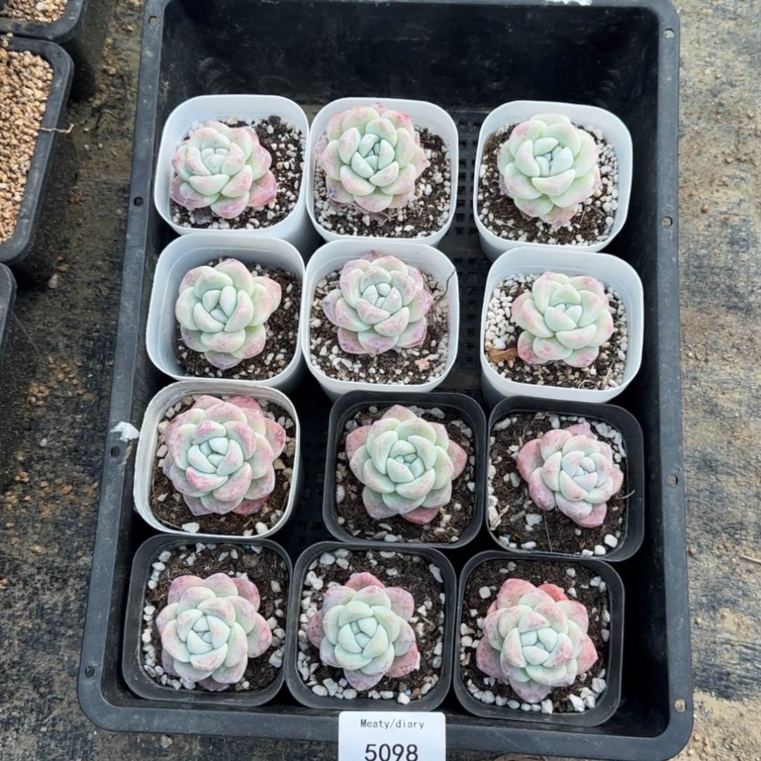 特5098冰玉小脸单头3到4厘米12颗一组脱土发