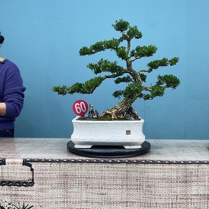 无花朵精品黄杨盆景