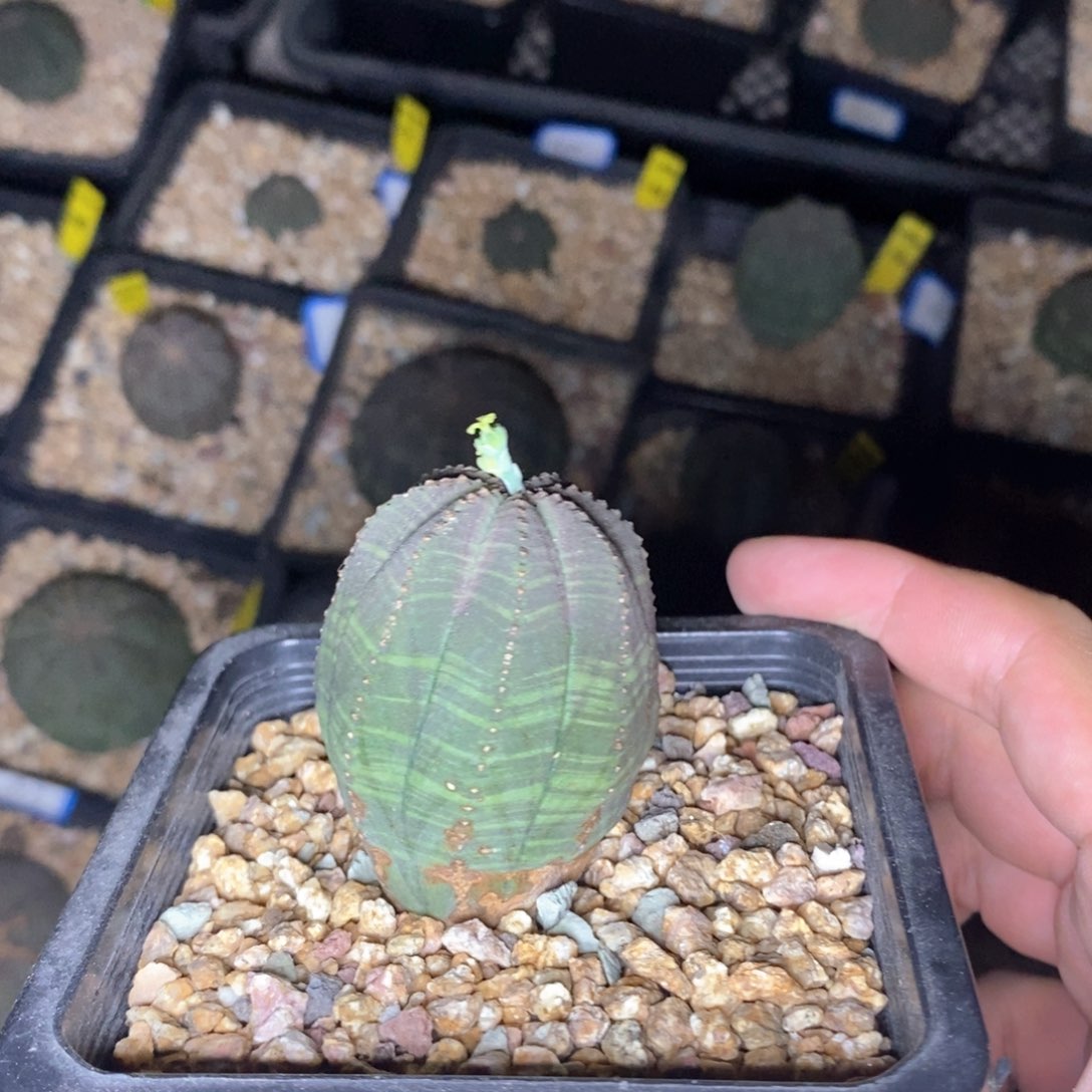 6 欧系实生布纹球多肉植物