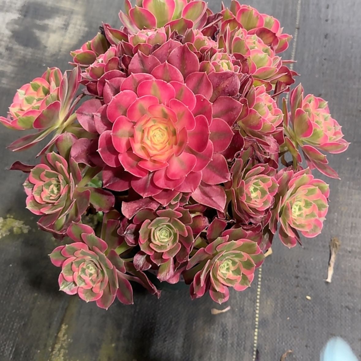 【闪购商品】法师多肉