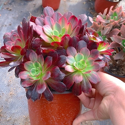 673安娜多肉植物