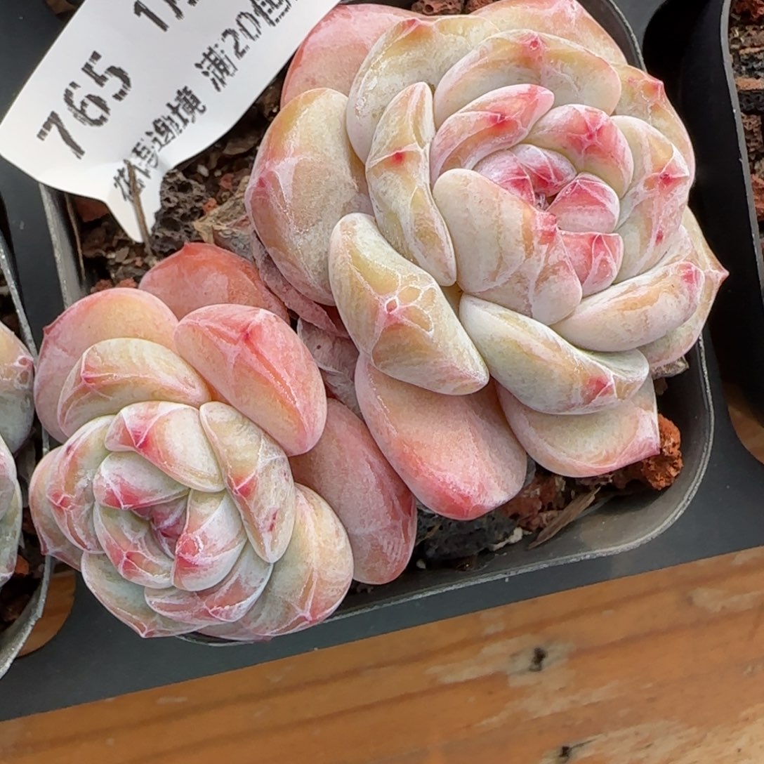 花语逸镜0129-765