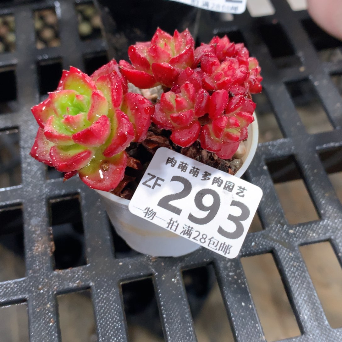 肉萌萌拇指盆精控多肉ZF293