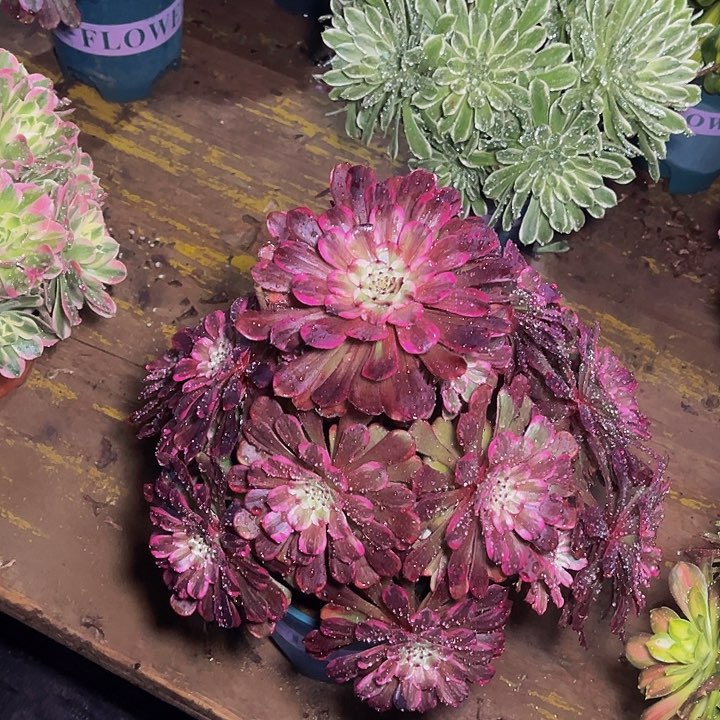 超墨法师锦法师007