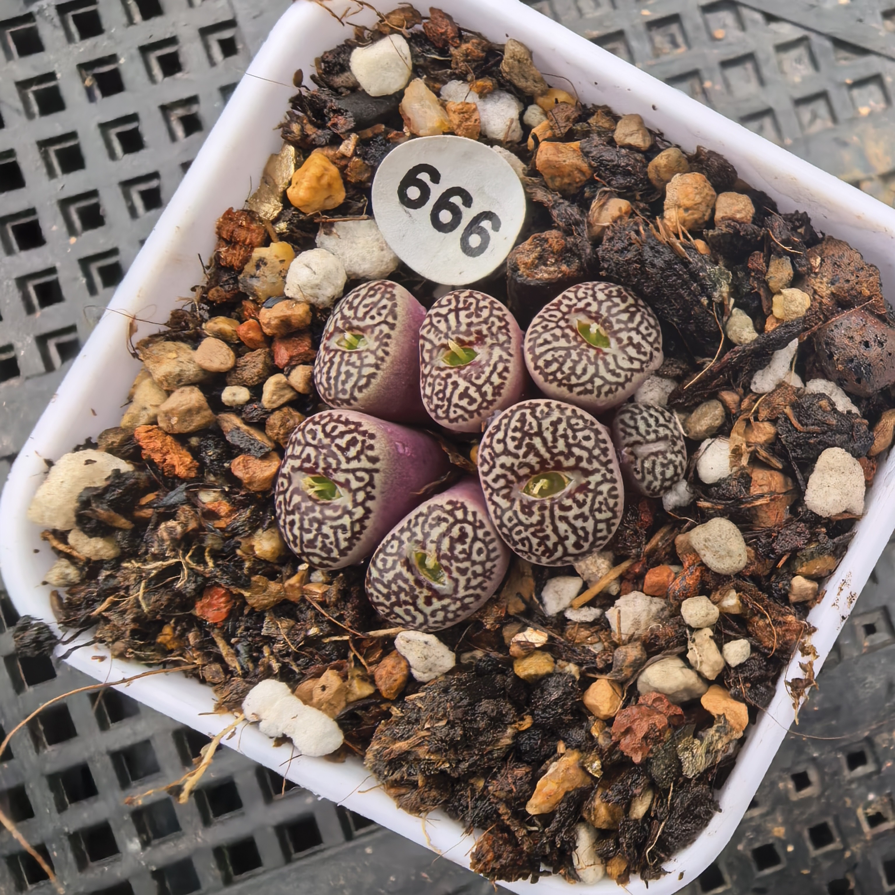 唐草墨7头脱土多肉666